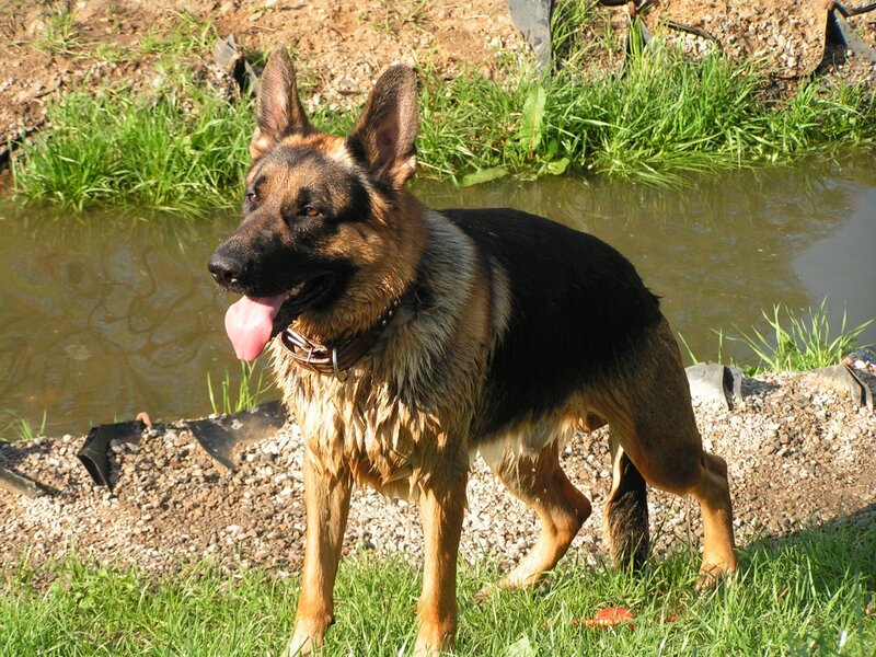 German Shepherd by a pond
