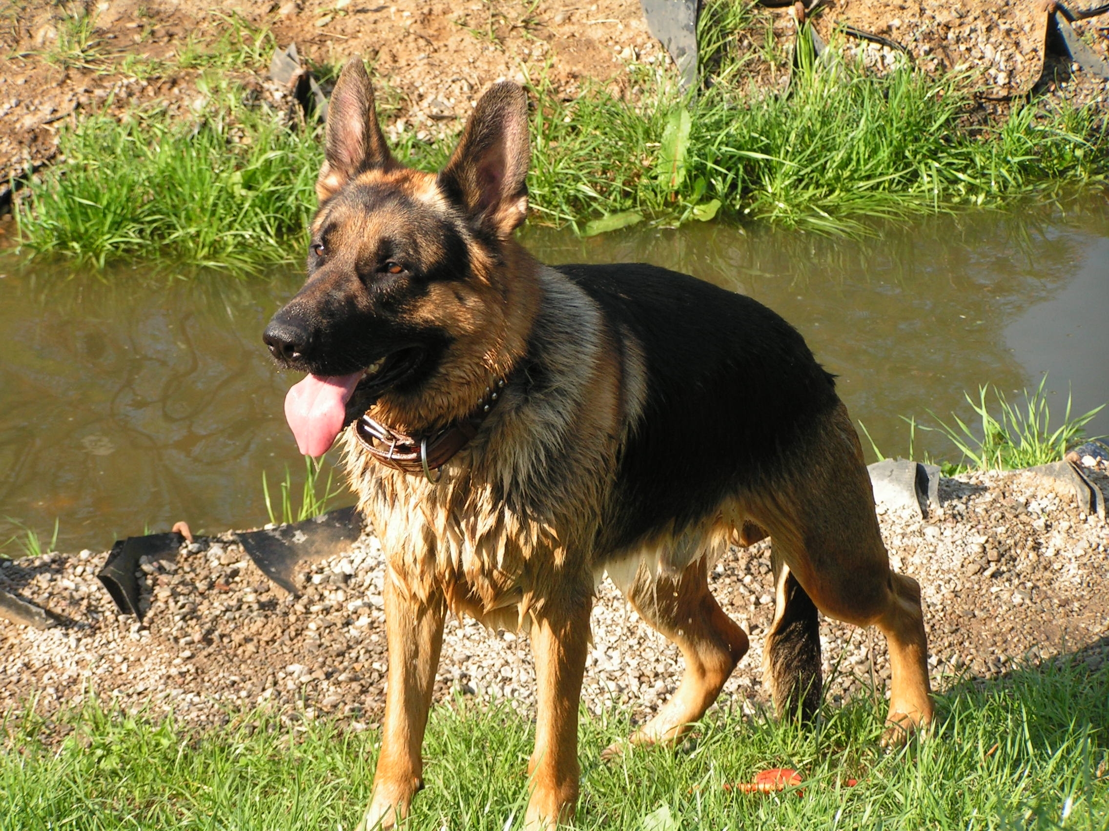 German Shepherd by a pond