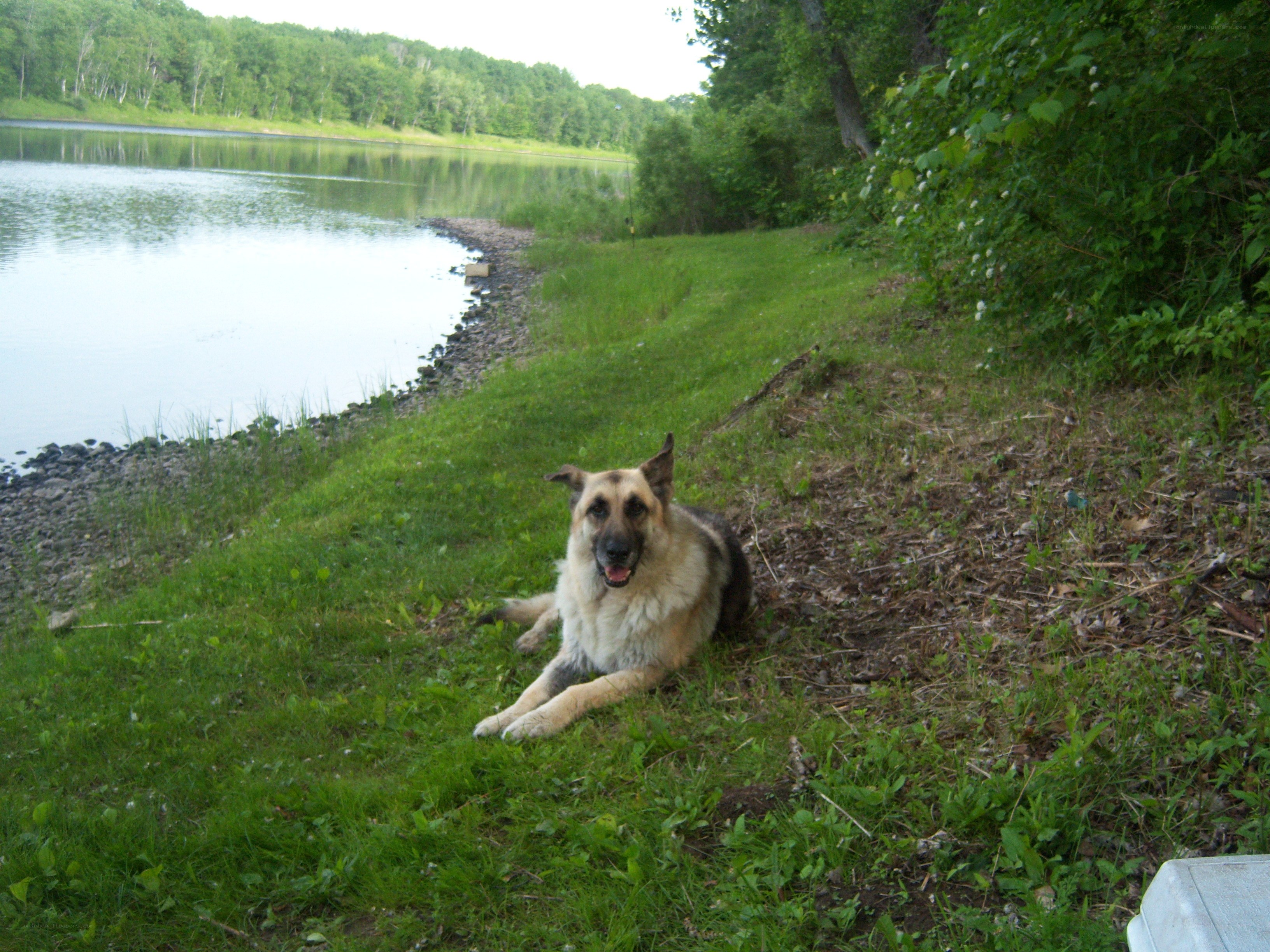 German Shepherd by the lake