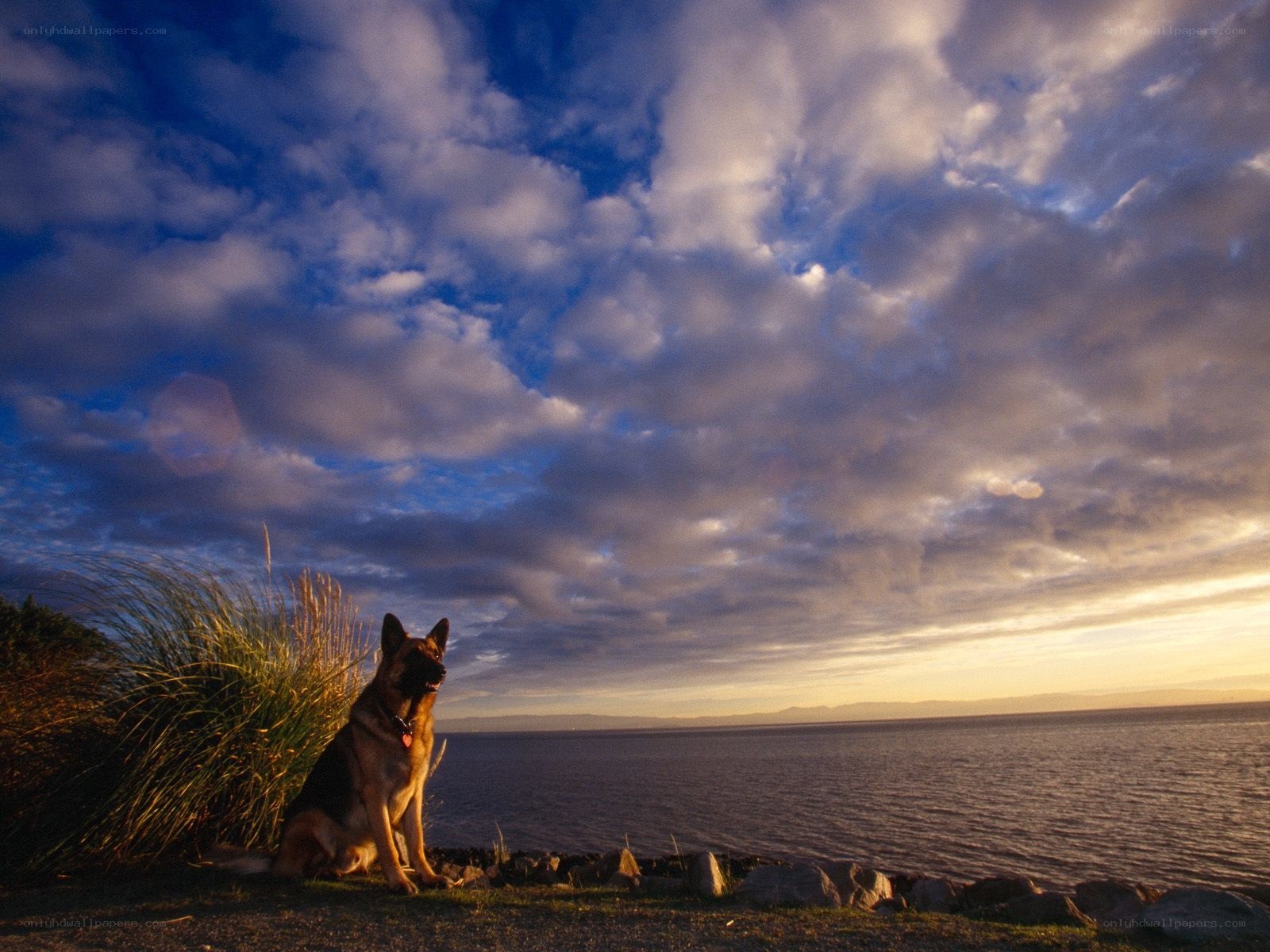 German Shepherd by the sea