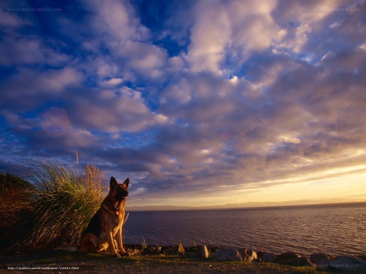 German Shepherd by the Sea