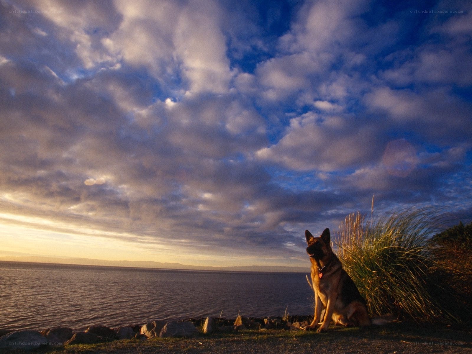 German Shepherd by the Water