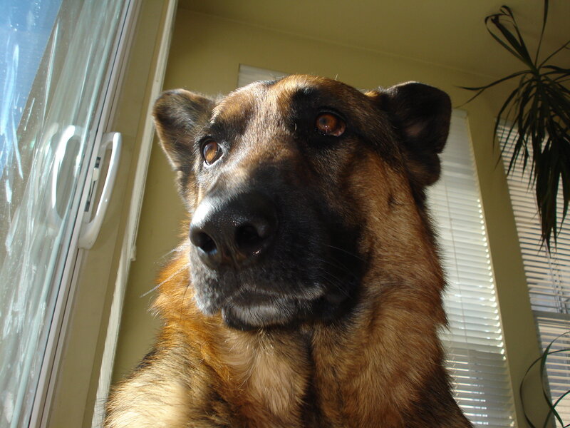German Shepherd by the window
