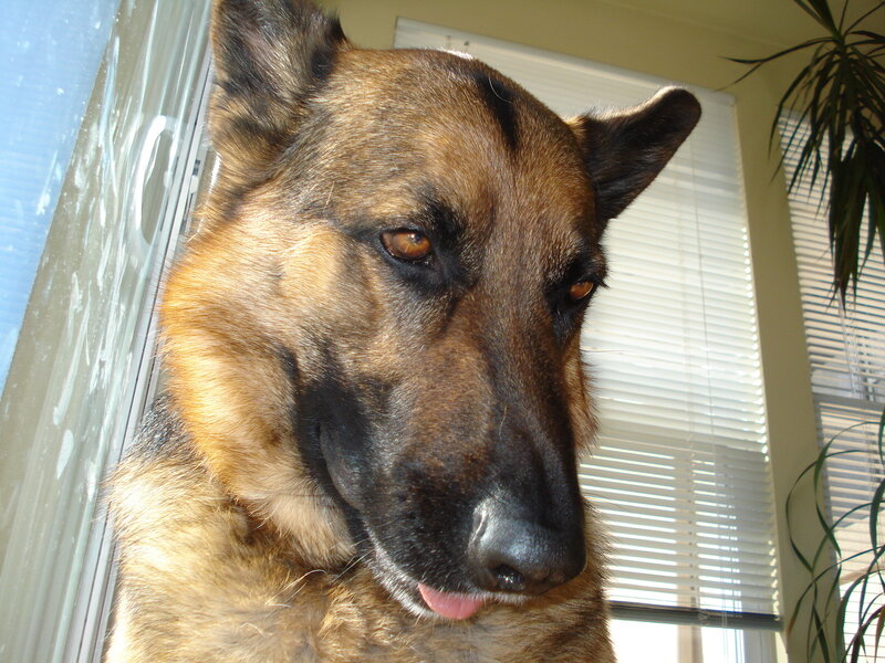 German Shepherd by window