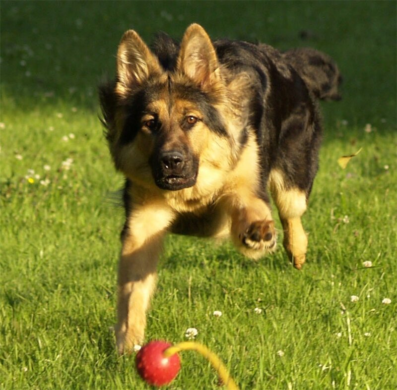 German Shepherd chasing a ball