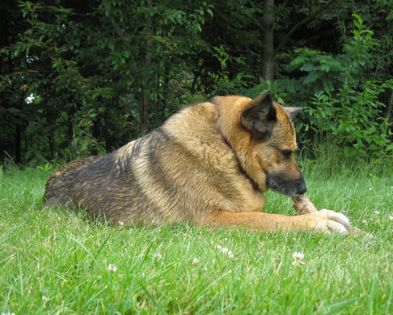 German Shepherd chewing stick