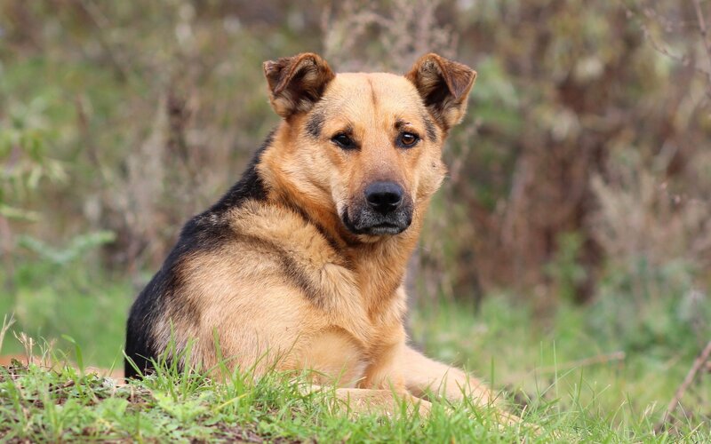 German Shepherd Dog — Afternoon