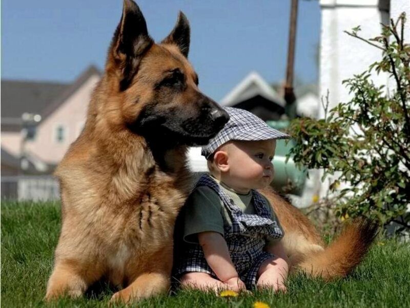 German Shepherd Dog and Baby