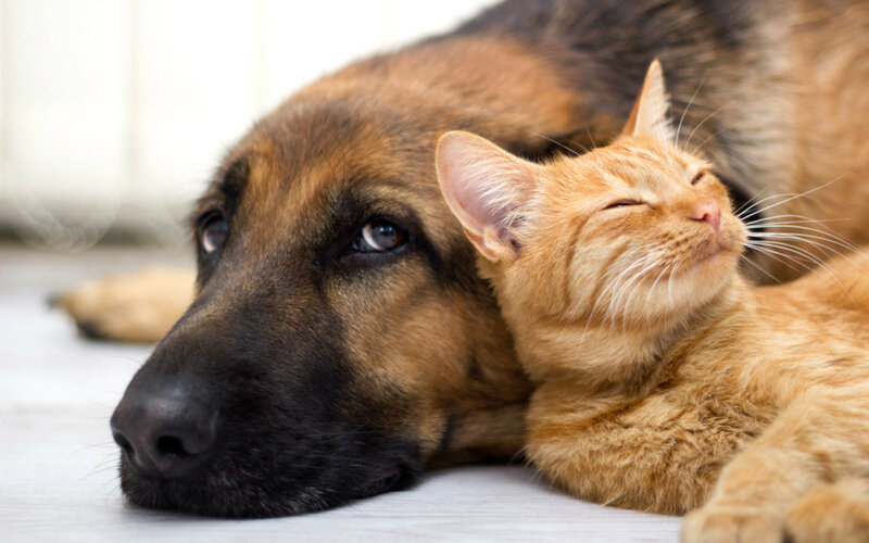 German Shepherd Dog and Cat — Brown