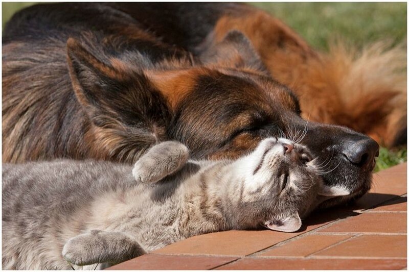 German Shepherd Dog and Cat