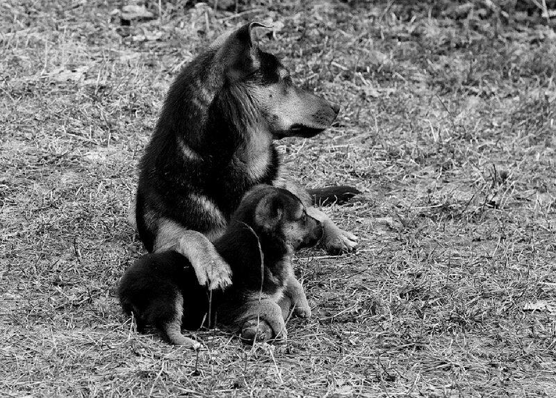 German Shepherd Dog and Puppy — Black