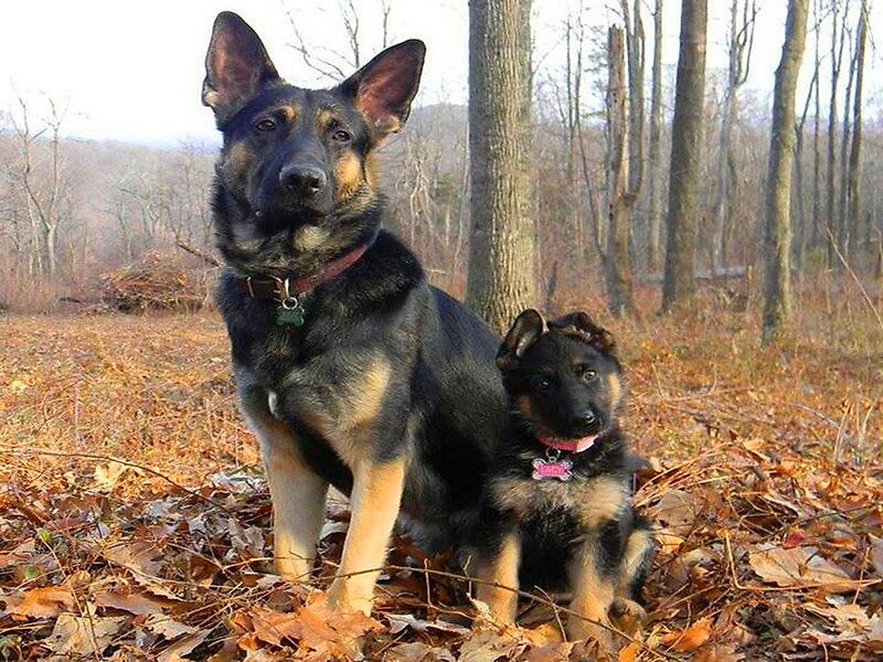German Shepherd Dog and Puppy — Brown, Calm