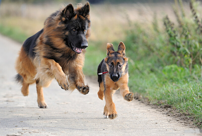 German Shepherd Dog and Puppy — Brown