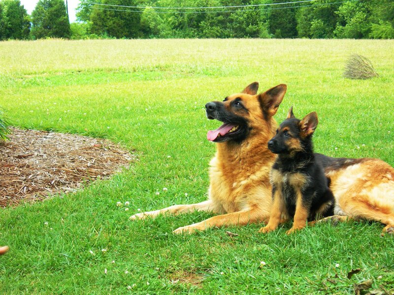 German Shepherd Dog and Puppy — Green