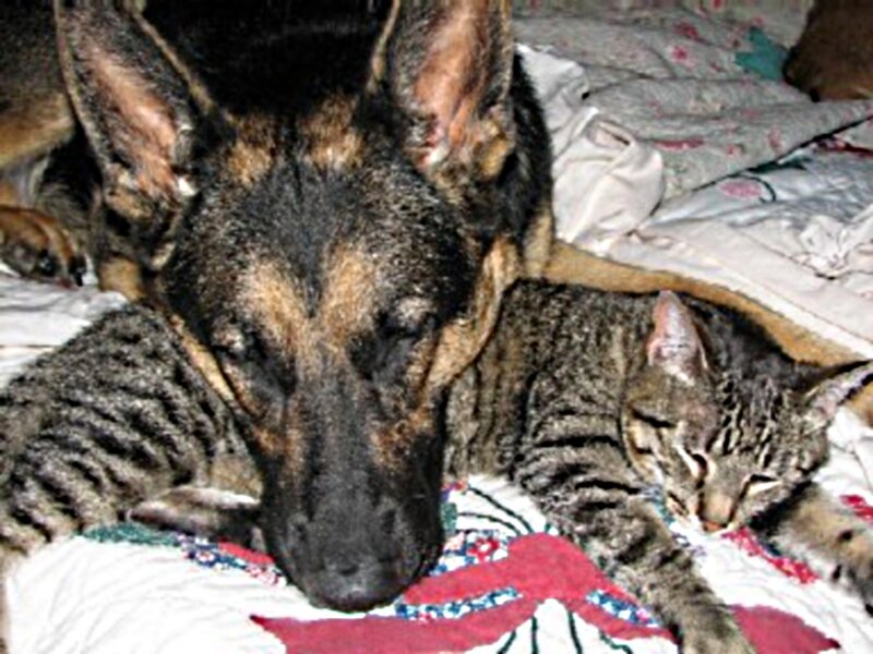 German Shepherd Dog and Tabby Cat
