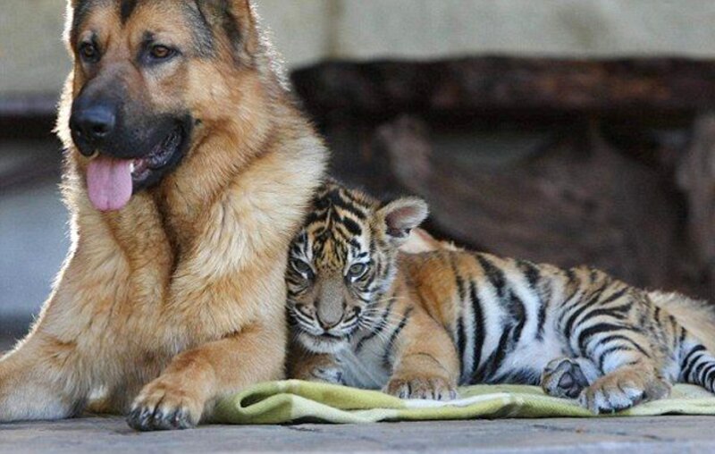 German Shepherd Dog and Tiger Cub — Brown
