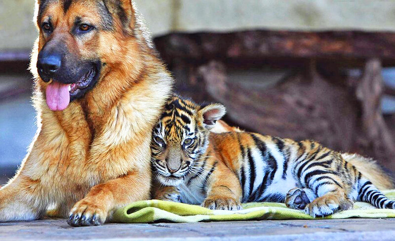 German Shepherd Dog and Tiger Cub