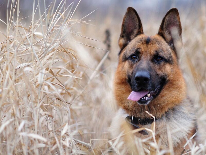German Shepherd Dog — Autumn