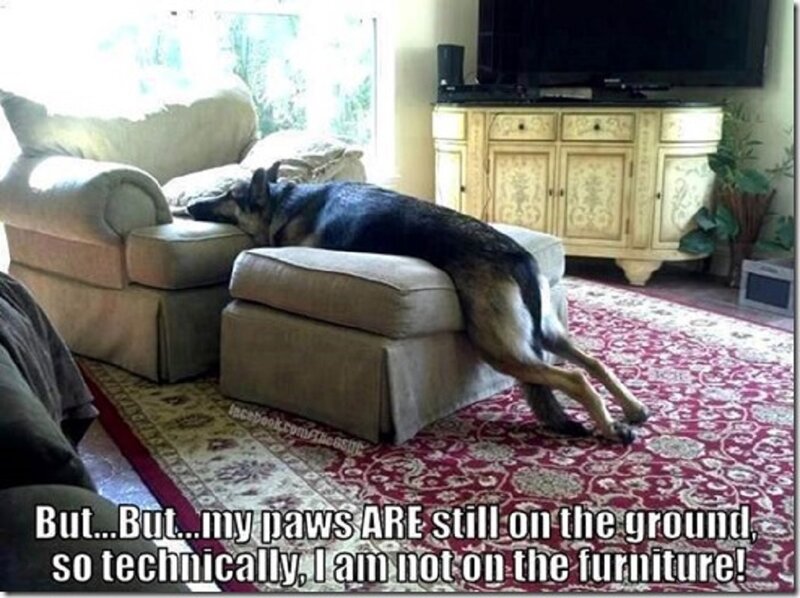 German Shepherd Dog — Beige, Humorous