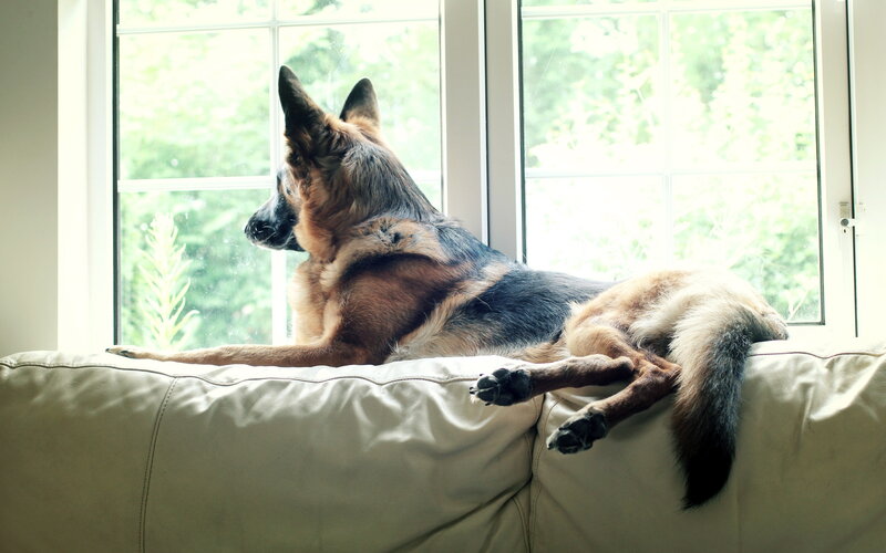 German Shepherd Dog — Beige