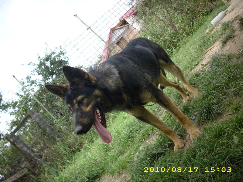 German Shepherd Dog — Black, Active