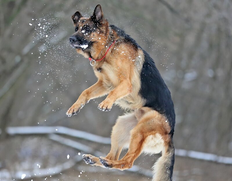 German Shepherd Dog — Black, Active, Winter, Photograph
