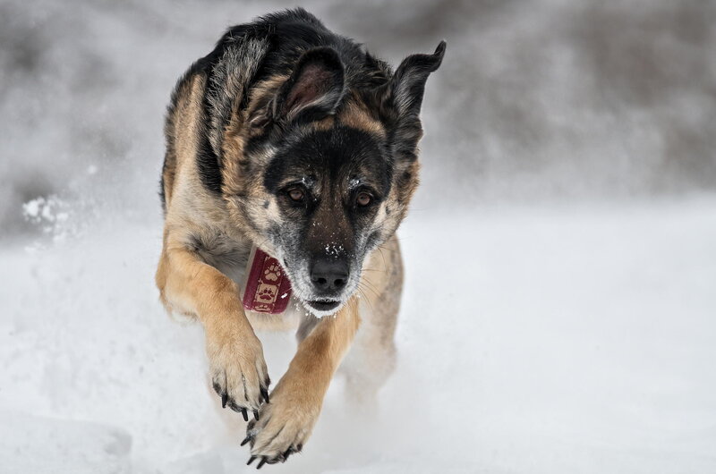 German Shepherd Dog — Black, Active, Winter