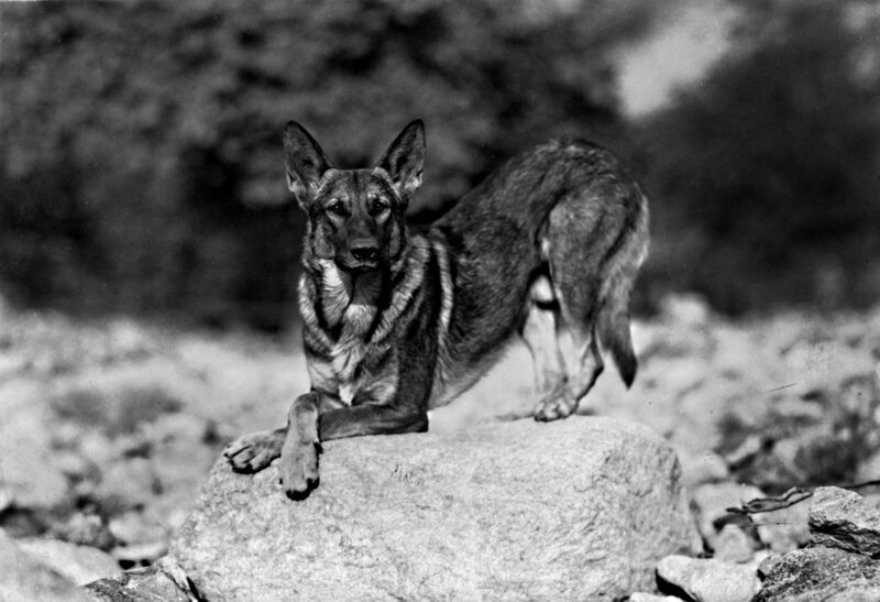 German Shepherd Dog — Black, Alert, Photograph