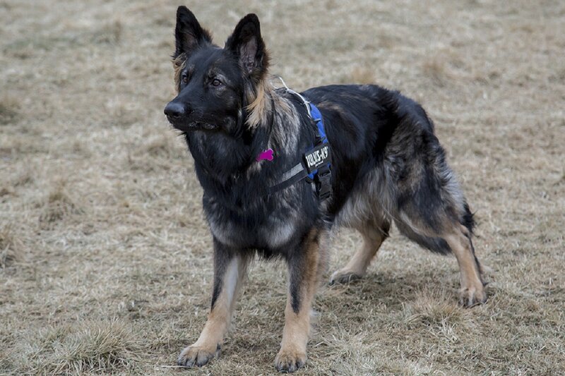 German Shepherd Dog — Black, Alert