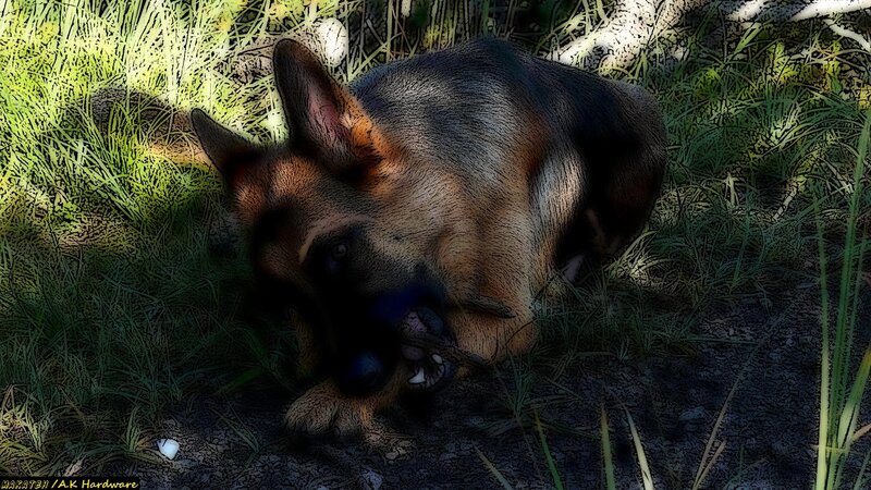 German Shepherd Dog — Black, Calm, Afternoon, Digital Art