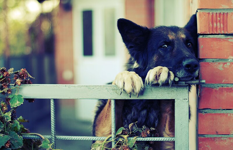 German Shepherd Dog — Black, Calm, Afternoon, Photograph, Fence