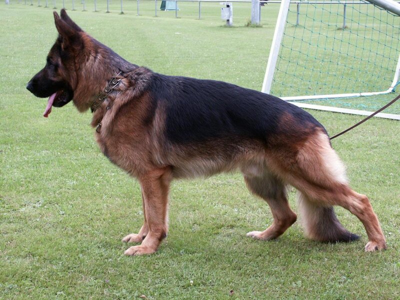 German Shepherd Dog — Black, Calm, Afternoon, Photograph, Grass Field