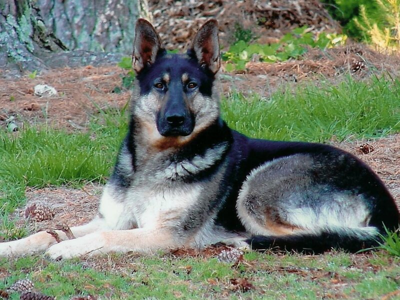 German Shepherd Dog — Black, Calm, Afternoon, Photograph, Grass, Tree