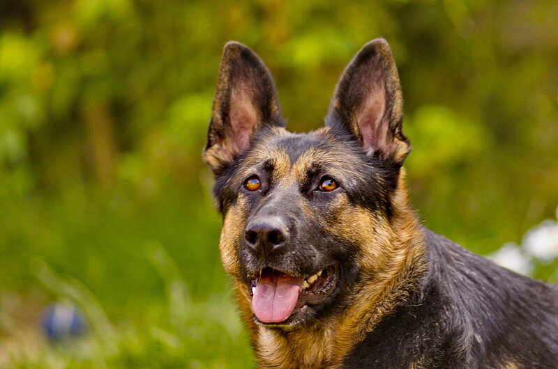 German Shepherd Dog — Black, Calm, Afternoon, Photograph, Green Grass