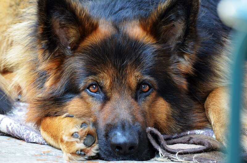 German Shepherd Dog — Black, Calm, Afternoon, Photograph, Paw
