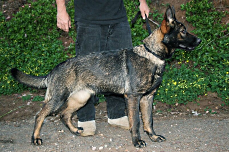 German Shepherd Dog — Black, Calm, Afternoon, Photograph, Person