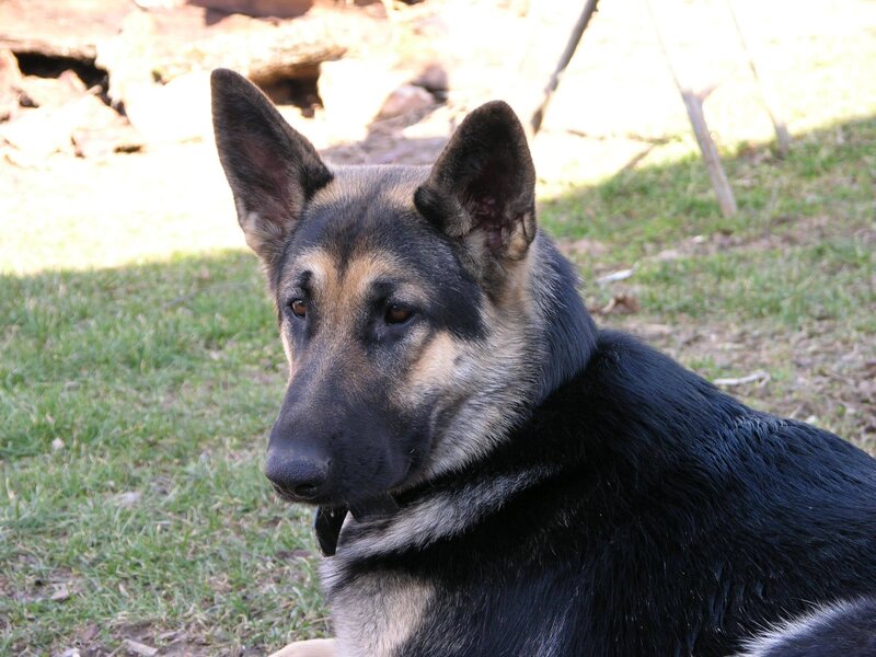German Shepherd Dog — Black, Calm, Afternoon, Photograph