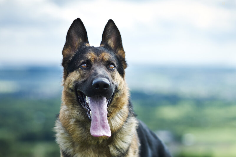 German Shepherd Dog — Black, Calm, Afternoon, Photograph, Tongue