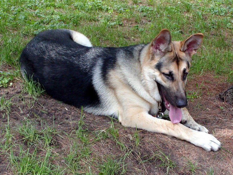 German Shepherd Dog — Black, Calm, Afternoon
