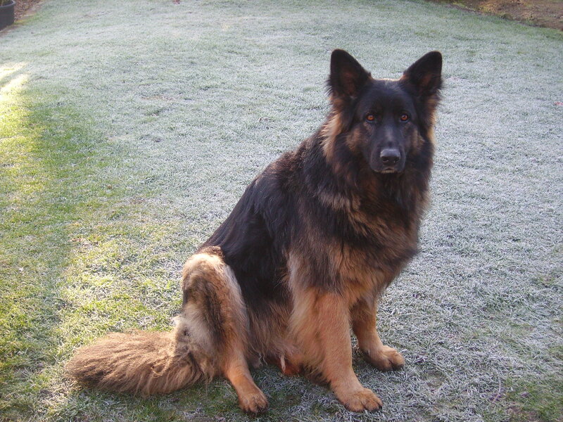 German Shepherd Dog — Black, Calm, Morning