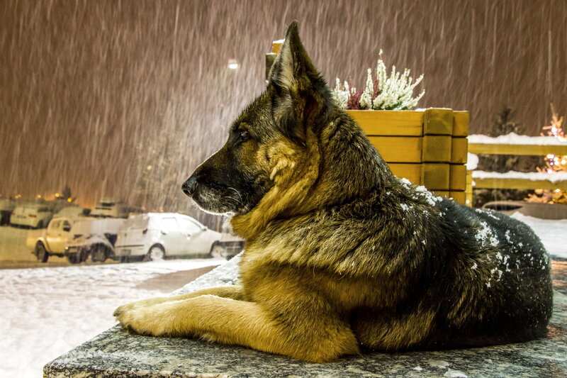German Shepherd Dog — Black, Calm, Night