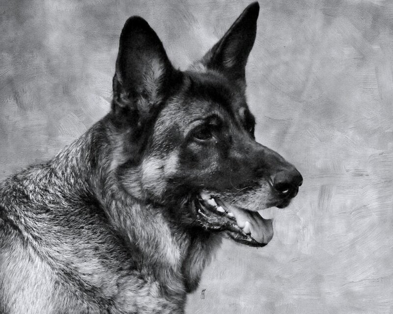 German Shepherd Dog — Black, Calm, Painting