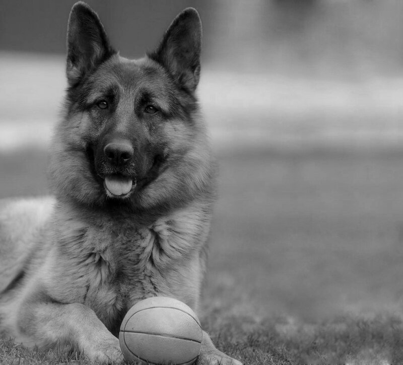 German Shepherd Dog — Black, Calm, Photograph, Ball