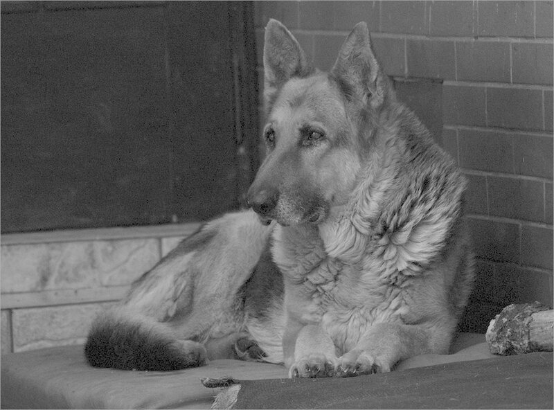 German Shepherd Dog — Black, Calm, Photograph, Brick Wall