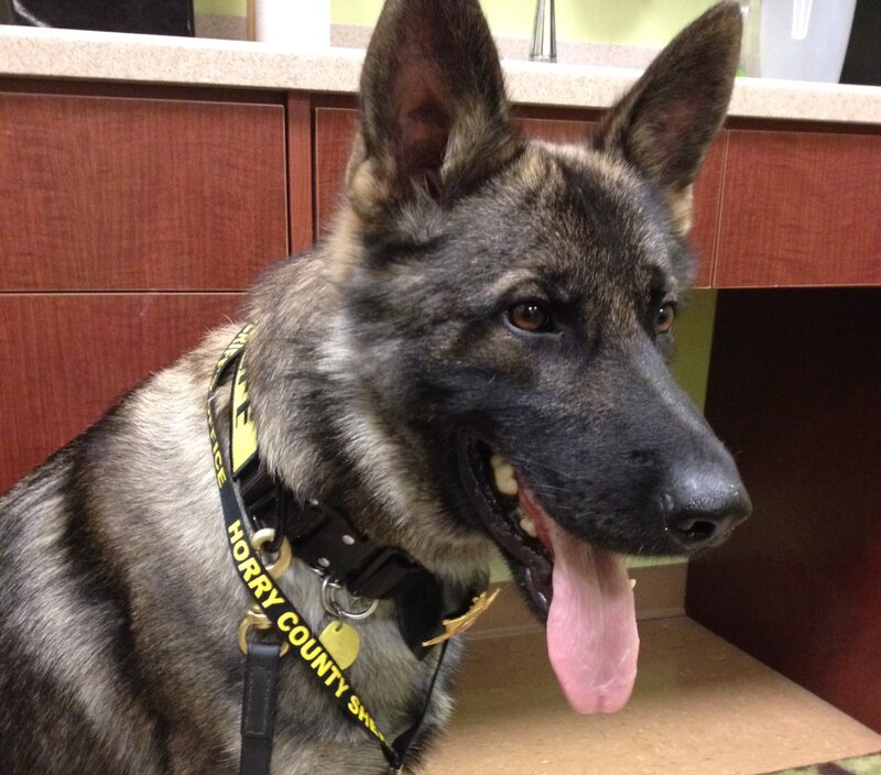 German Shepherd Dog — Black, Calm, Photograph, Collar