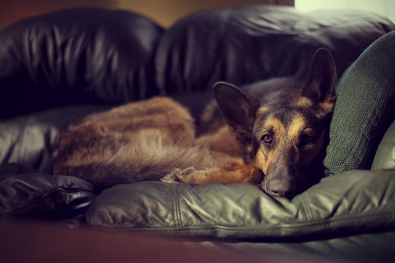 German Shepherd Dog — Black, Calm, Photograph, Couch