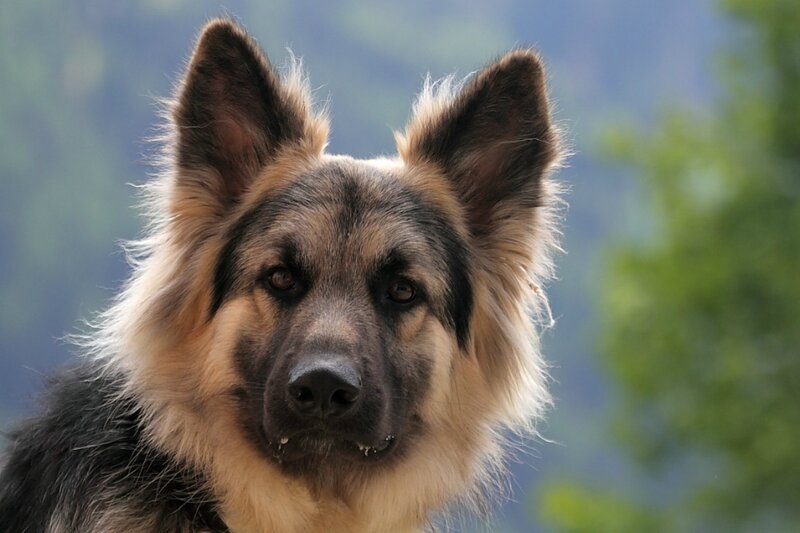 German Shepherd Dog — Black, Calm, Photograph, Ears