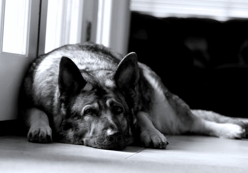 German Shepherd Dog — Black, Calm, Photograph, Floor