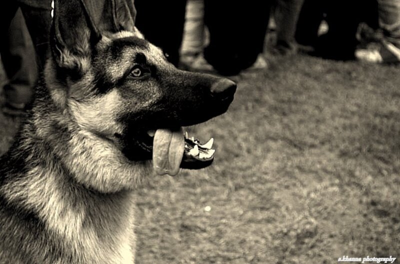 German Shepherd Dog — Black, Calm, Photograph, Grass