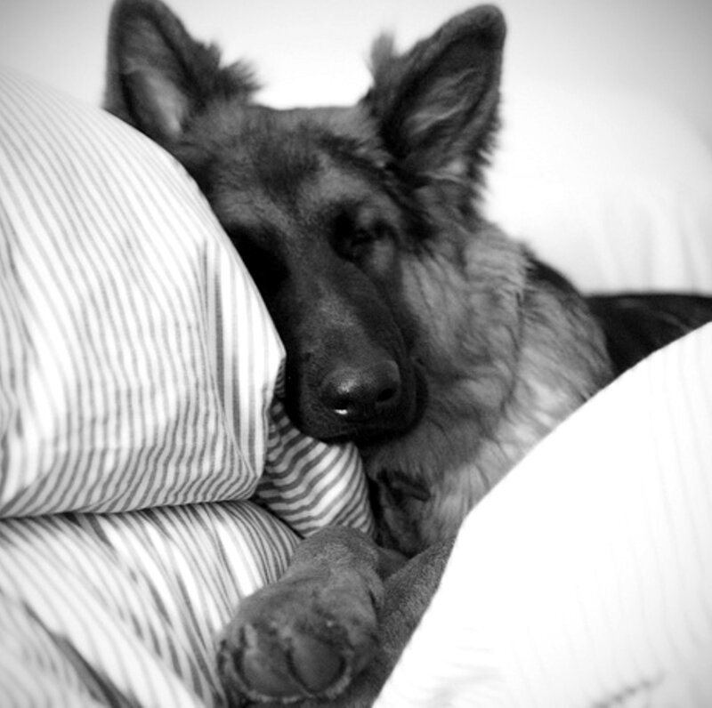 German Shepherd Dog — Black, Calm, Photograph, Pillow